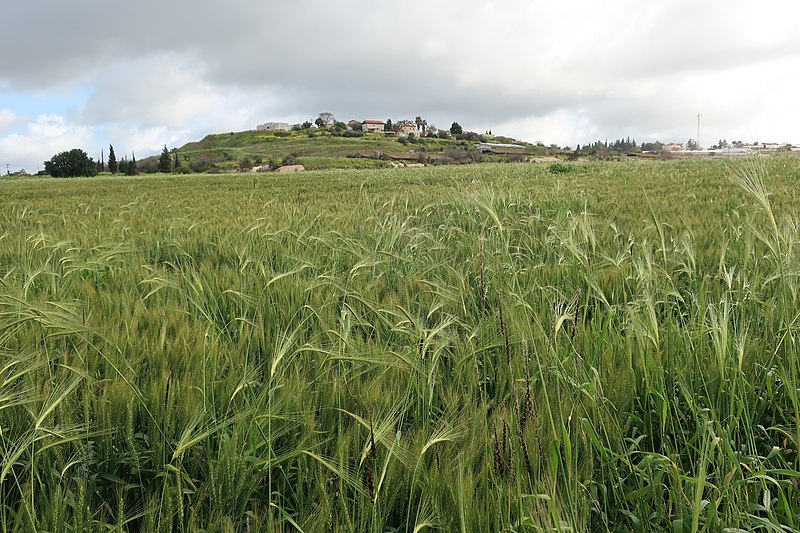 File:Spring wheat in Israel.jpg