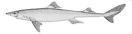 Squalus acanthias