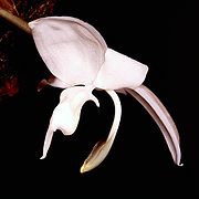 Stanhopea candida