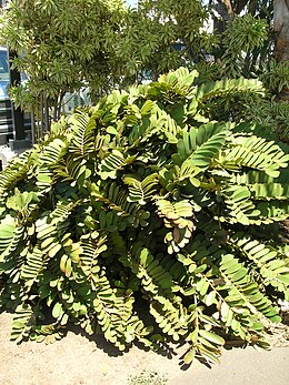 Floridinė zamija (Zamia floridana)