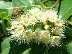 Fleur d'Eucalyptus deglupta.