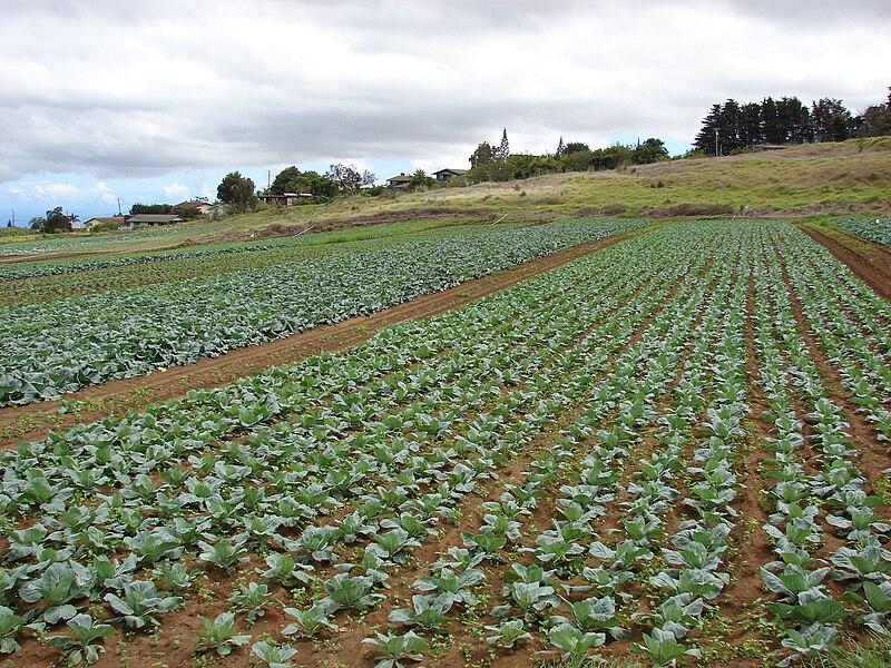 File:Starr 070618-7334 Brassica oleracea var. capitata.jpg