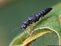 Miniatura para Stenus similis