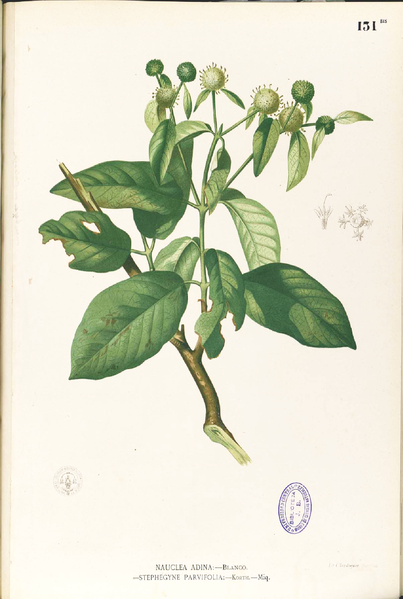 File:Stephegyne diversifolia Blanco1.131b-original.png