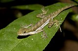 Norops: More than 170 species from the Mexico, Central and South America, Cuba, Jamaica, Cayman and Bahamas (shown: Norops poecilopus)