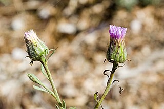 <i>Streptoglossa liatroides</i> Species of flowering plant