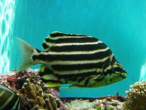 Stripey (Microcanthus strigatus) - GRB.JPG