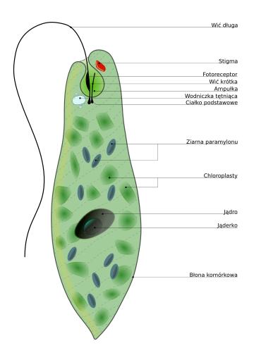 Euglena