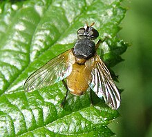 Subclytia-rotundiventris-Tachinid-fly-20090604a.jpg