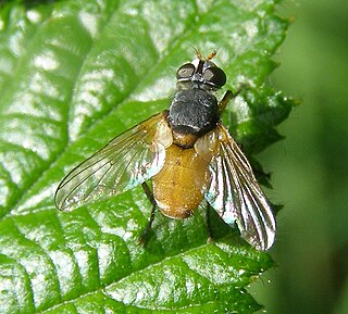 <i>Subclytia rotundiventris</i> Species of fly