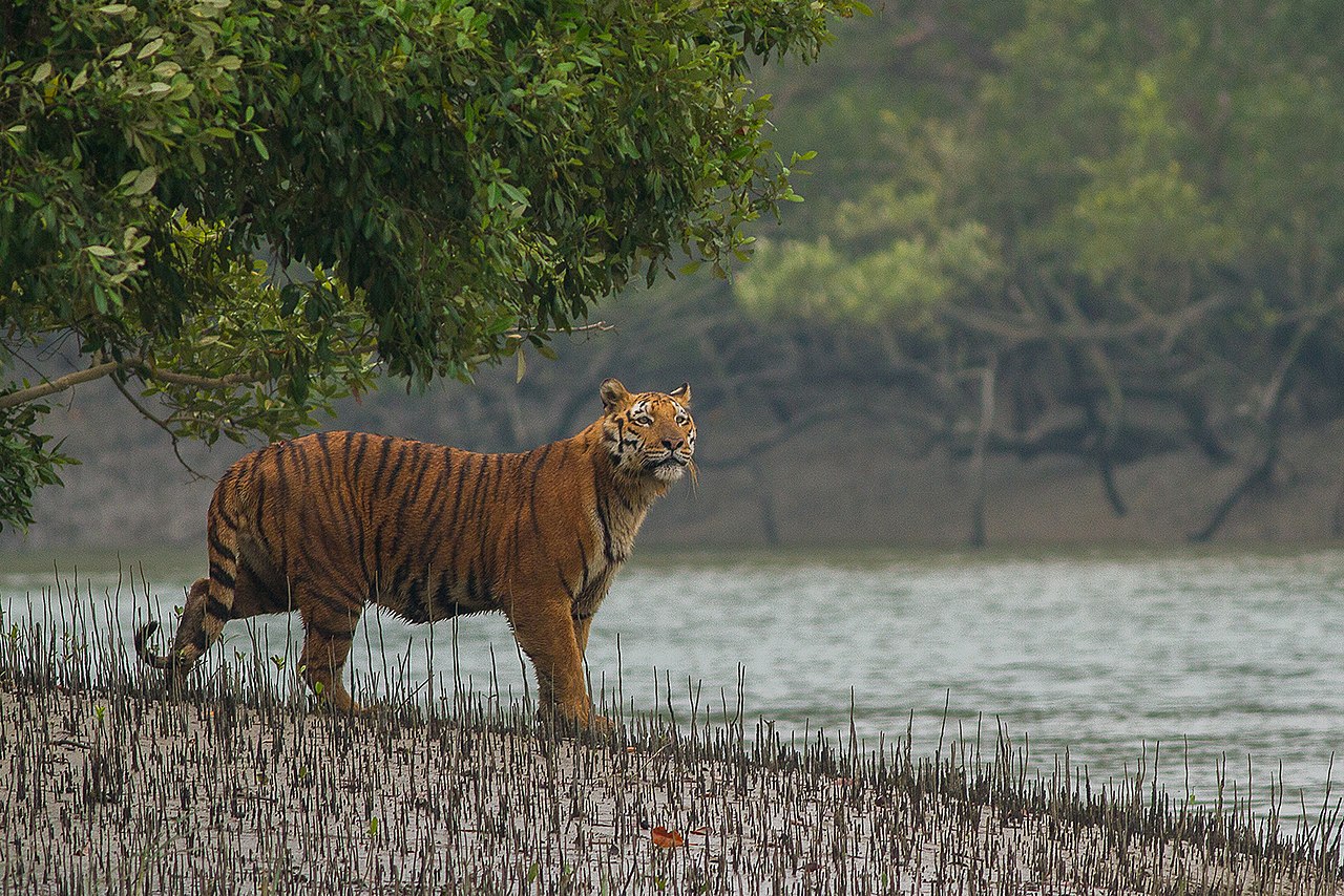 Sundarbans | Best places to visit in Kolkata