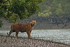 Sundarban Tiger.jpg