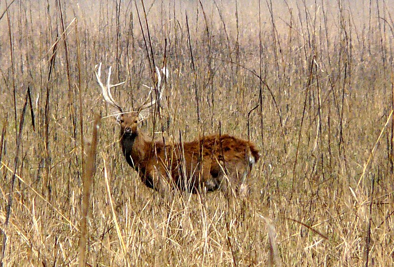 File:Swamp deer stag - Flickr - gailhampshire.jpg