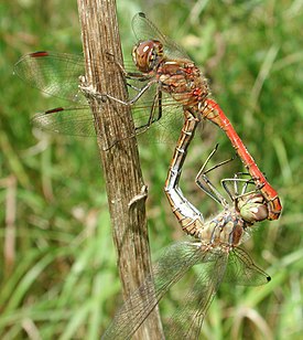 Punasyyskorentokoiras ja -naaras tandemissa (Sympetrum vulgatum)