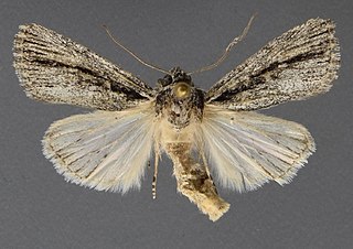 <i>Sympistis atricollaris</i> Species of moth