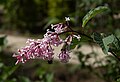 Syringa josiflexa