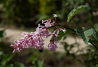 Syringa × josiflexa