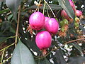 Syzygium oleosum.jpg