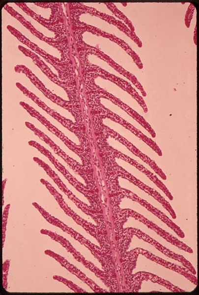 File:THE EPITHELIUM (GILL COVERING) OF A HEALTHY CHANNEL CATFISH CAMERA MICROSCOPE STUDY MADE AT THE NATIONAL WATER... - NARA - 551614.jpg