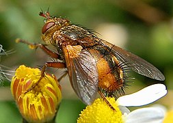 Tachina fera