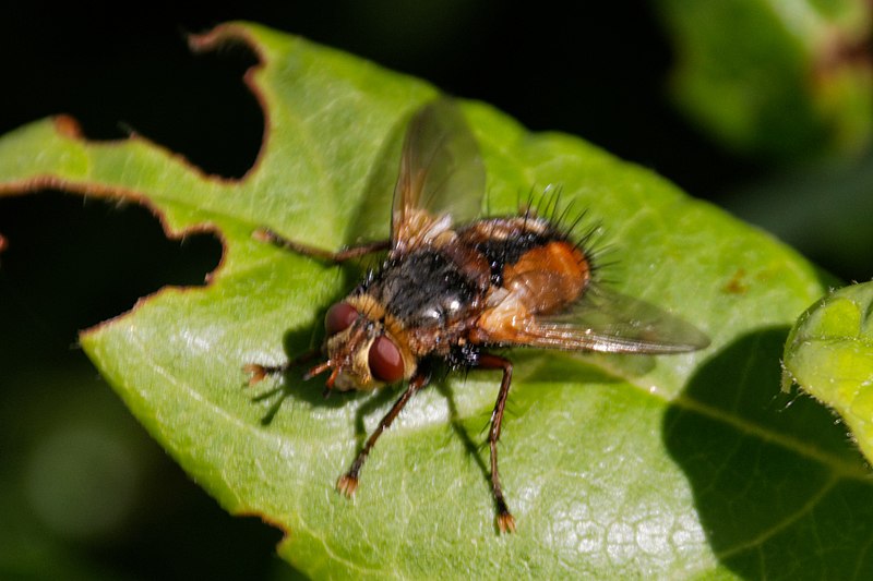 File:Tachina magnicornis-Tachinaire fauve velue-201606143.jpg