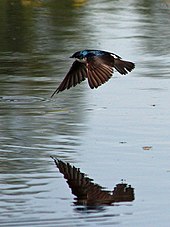 Tree swallow (Tachycineta bicolor) over the south pond Tachycineta bicolor 3285.JPG