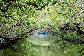 Parque Nacional Taijiang sinjhong 002.jpg