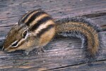 Tamias sibiricus lineatus dans le mont Taisetsu -2.jpg