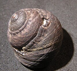 Tegula gallina