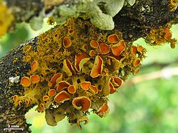 Teloschistes hosseusianus - Flickr - pellaea (3).jpg