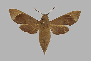 <i>Temnora albilinea</i> Species of moth
