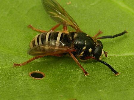 Temnostoma_apiforme