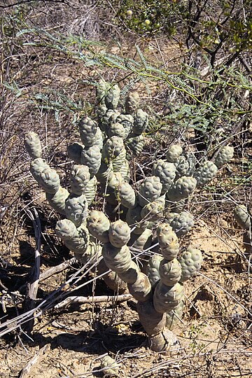 Tephrocactus articulatus