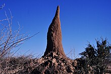 Termitière en Namibie.