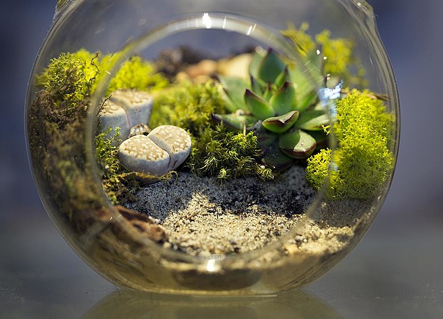 A miniature home terrarium.