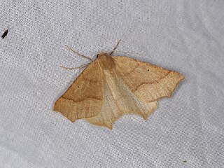 <i>Tetracis hirsutaria</i> Species of moth