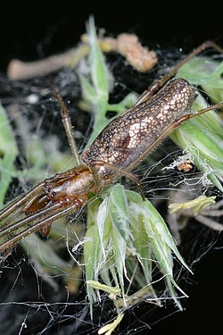 Tetragnatha sp.