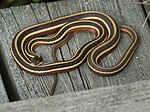 Thumbnail for Thamnophis saurita septentrionalis