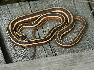 <i>Thamnophis saurita septentrionalis</i> Subspecies of snake