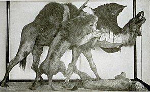 The dromedary's relationships with the lion and mankind is depicted in this taxidermy diorama by Jules and Édouard Verreaux, which is called "Lion Attacking a Dromedary," and was acquired by the Carnegie Museum of Natural History in Pittsburgh, in 1898[54]