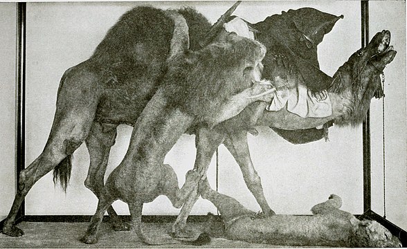 The dromedary's relationships with the lion and mankind is depicted in this taxidermy diorama by Jules and Édouard Verreaux, which is called "Lion Attacking a Dromedary," and was acquired by the Carnegie Museum of Natural History in Pittsburgh, in 1898[51]