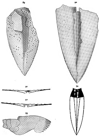 <i>Hastimima</i> Extinct genus of sea scorpions