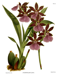 plate 50 Zygopetalum × clayi Zygopetalum cultivars