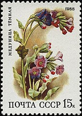 Pulmonaria on stamp of USSR The Soviet Union 1988 CPA 5967 stamp (Deciduous forest flowers. Unspotted lungwort).jpg