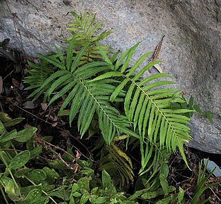 <i>Christella puberula</i> Species of fern