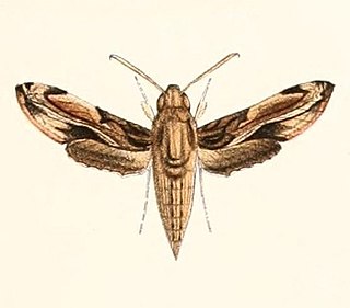 <i>Theretra orpheus</i> Species of moth