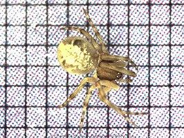 Theridion societatis