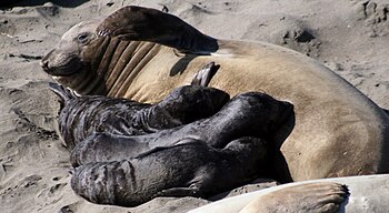 Three Northern Elephant Seals pups are nursing...