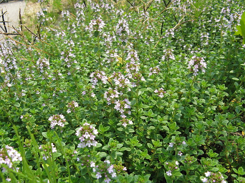 File:Thymus serpyllum var albus1.jpg