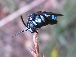 Черный шершень. Thyreus nitidulus. Неоновая пчела-Кукушка. Пчела Кукушка. Пчела Thyreus.